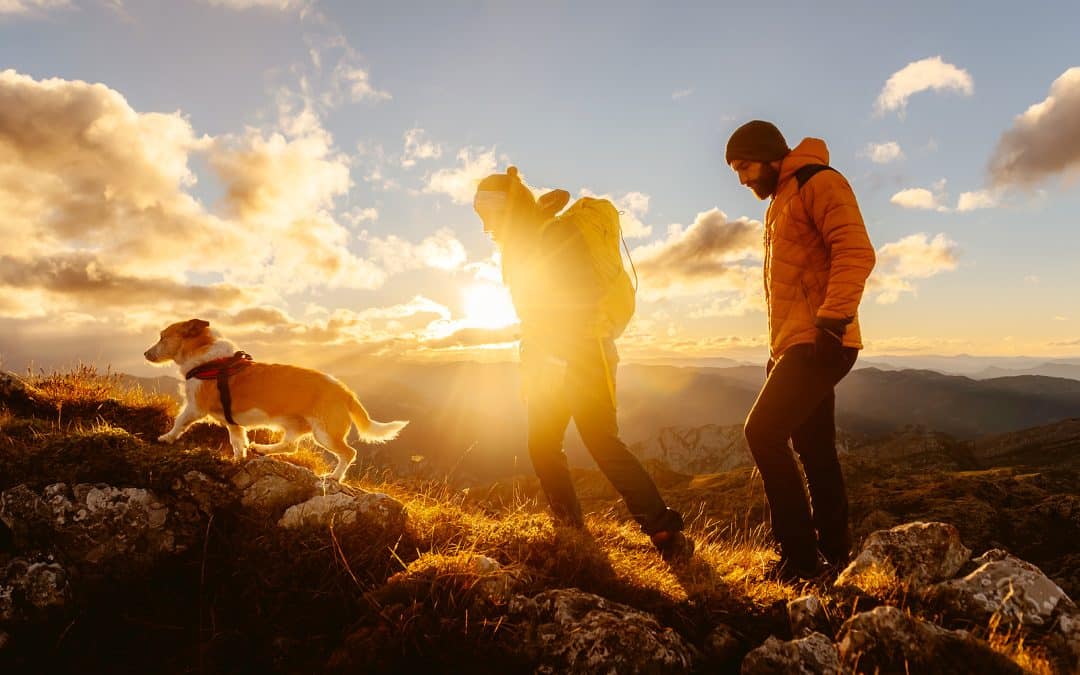 Tripps Now Reveals Top Pet-Friendly Vacation Destinations