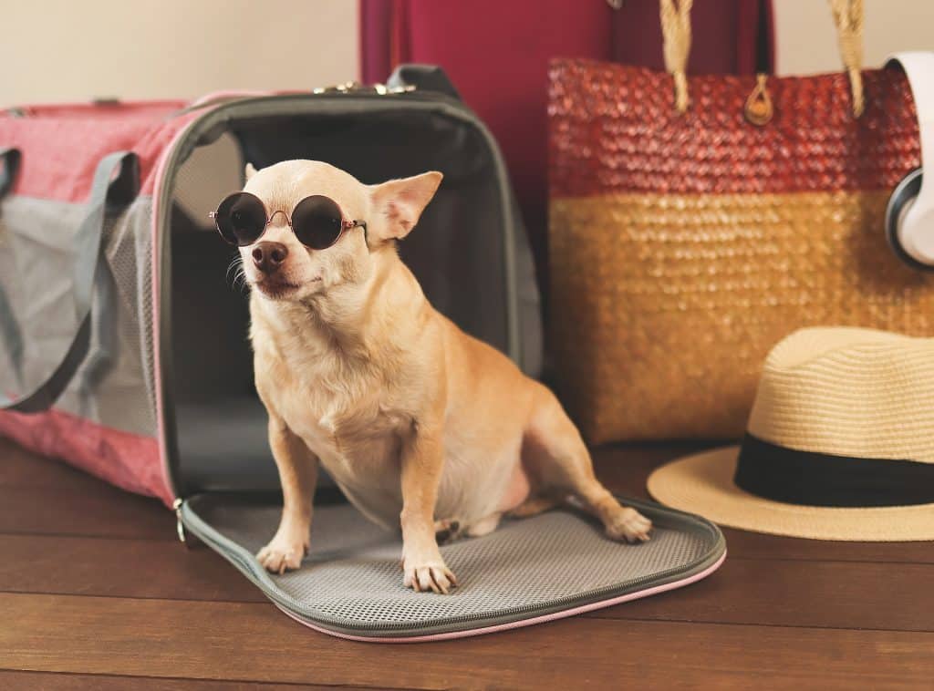 Tripps Now Reveals Top Pet-Friendly Vacation Destinations 3